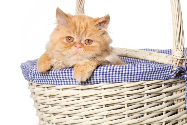 Ginger Persian cat in a basket — Stock Photo, Image