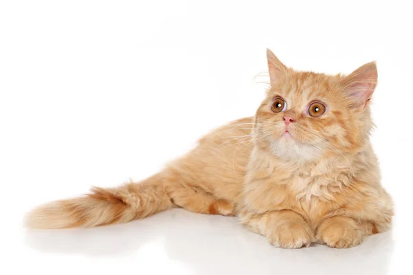 Ginger Persian kattunge — Stockfoto