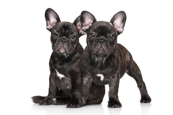 Young French bulldog on white background — Stock Photo, Image