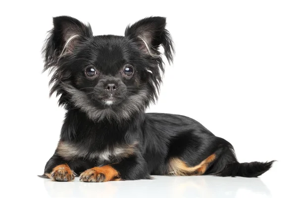 Cachorro chihuahua de pelo largo — Foto de Stock