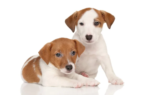 Jack Russell terrier cachorros — Fotografia de Stock