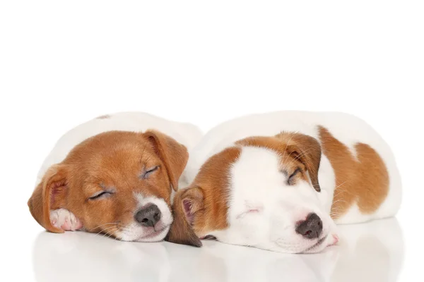 Jack russell cachorros dormir — Fotografia de Stock