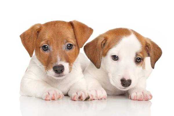 Cachorros Jack Russell —  Fotos de Stock