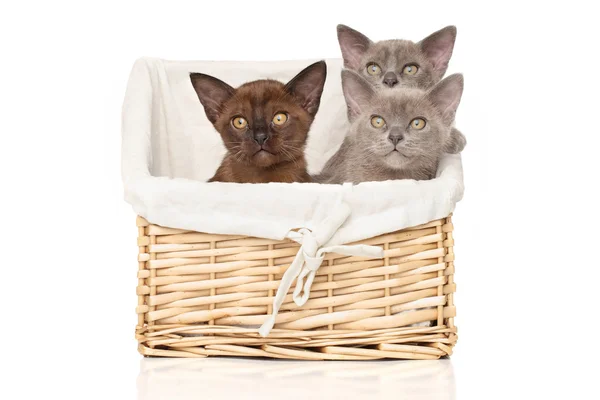 Burmese kittens on a white background — Stock Photo, Image