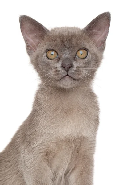 Gattino birmano su sfondo bianco — Foto Stock