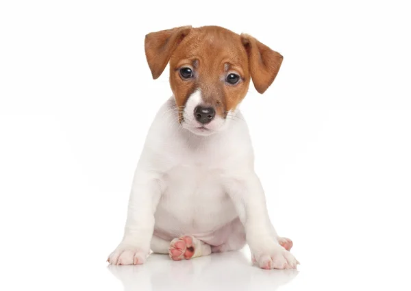 Jack Russell cachorrinho — Fotografia de Stock