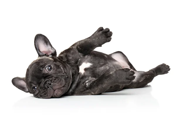 French bulldog pup resting — Stock Photo, Image