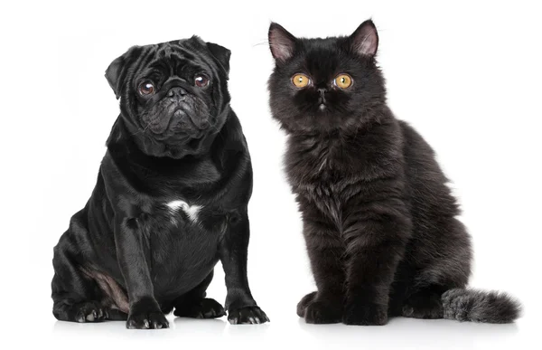 강아지와 새끼 고양이 — 스톡 사진