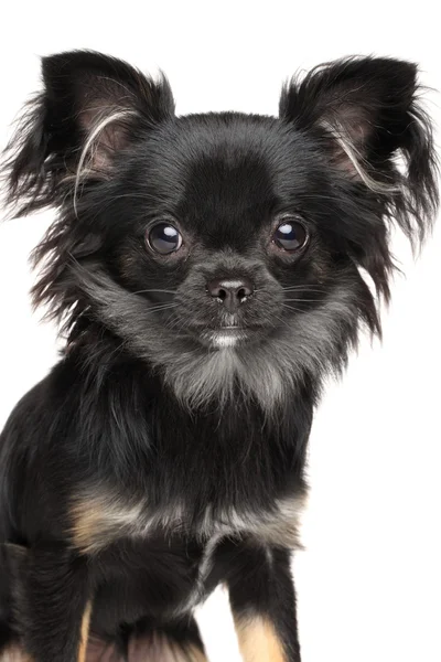 Bliska Chihuahua — Zdjęcie stockowe