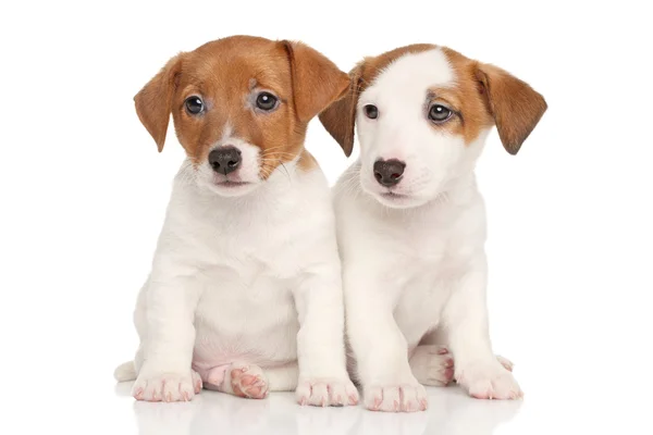 Jack Russell terrier cachorros — Foto de Stock