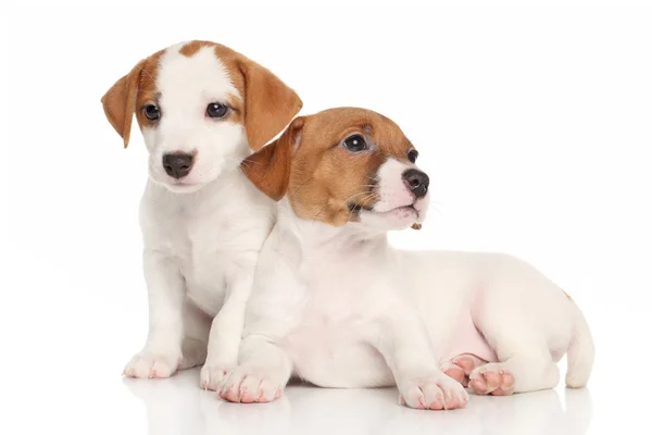 Jack Russell cachorrinho — Fotografia de Stock