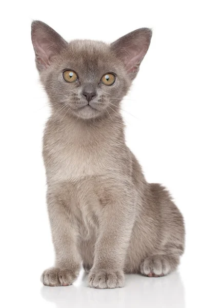 Birmânia gatinho em um fundo branco — Fotografia de Stock