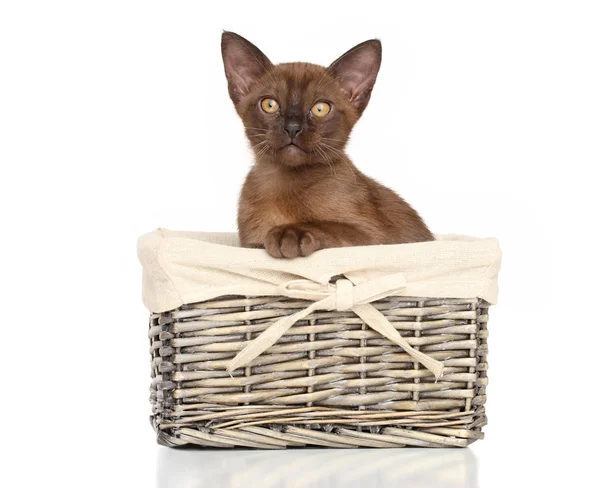 Burmese kitten in basket — Stock Photo, Image