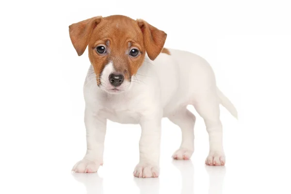 Jack russell pup — Stockfoto