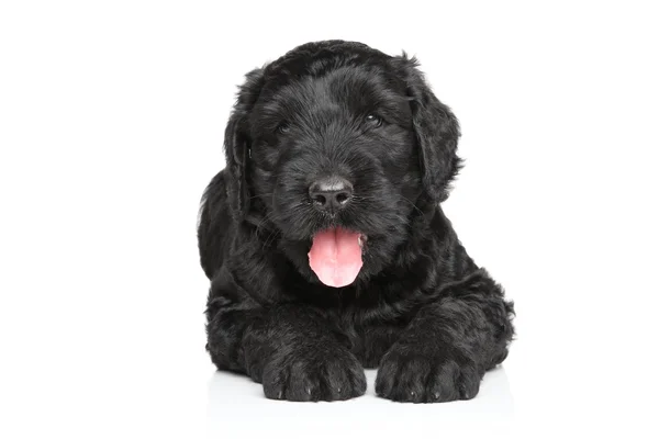 Zwarte Russische terriër puppy — Stockfoto