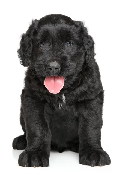 Siyah Rus terrier köpek yavrusu — Stok fotoğraf