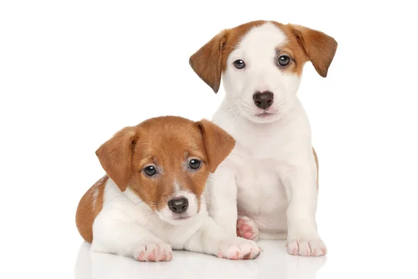 Jack russell valpar — Stockfoto