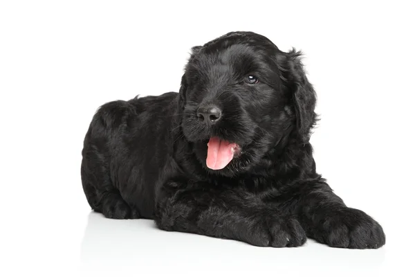 Zwarte Russische terriër puppy — Stockfoto