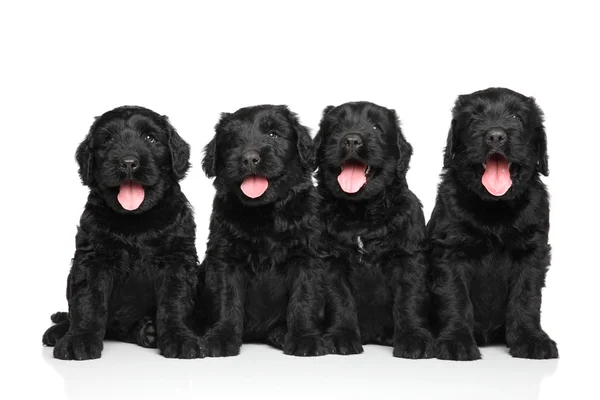 Negro ruso terrier cachorros — Foto de Stock