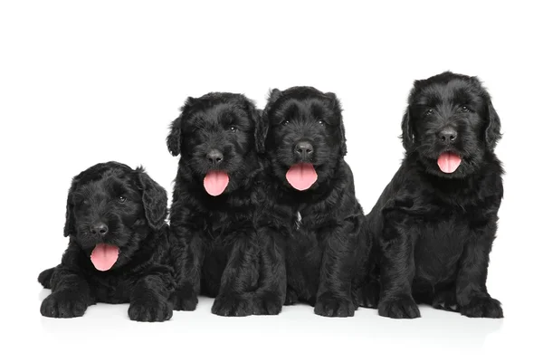 Preto russo terrier cachorros — Fotografia de Stock