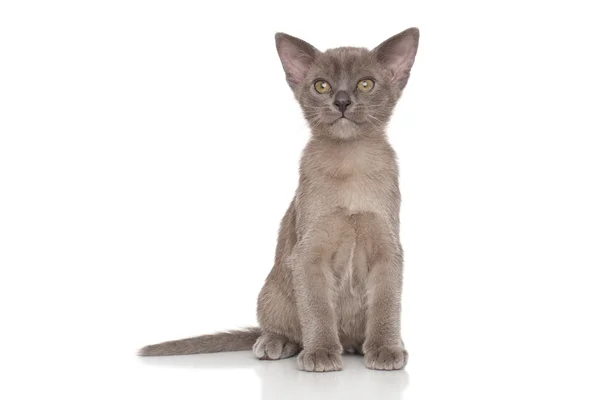 Burmese kitten — Stock Photo, Image
