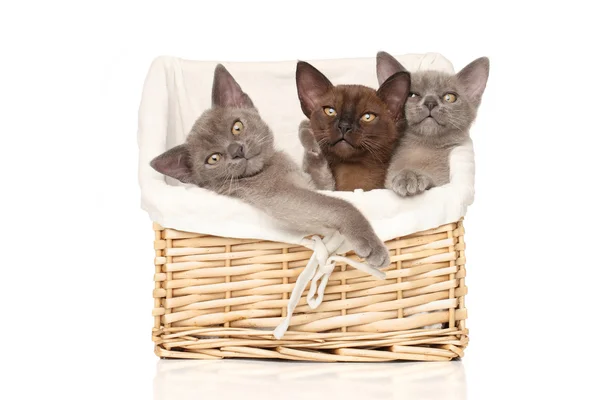 Burmese kittens on a white background — Stock Photo, Image