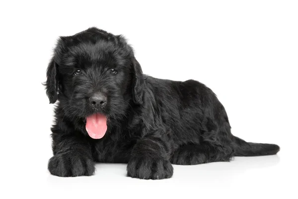 Russian Black terrier puppy — Stock Photo, Image