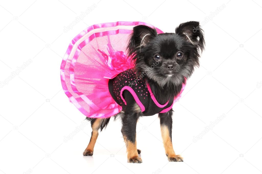 Chihuahua vetements de chien a la mode Photo de stock par FotoJagodka 82640376