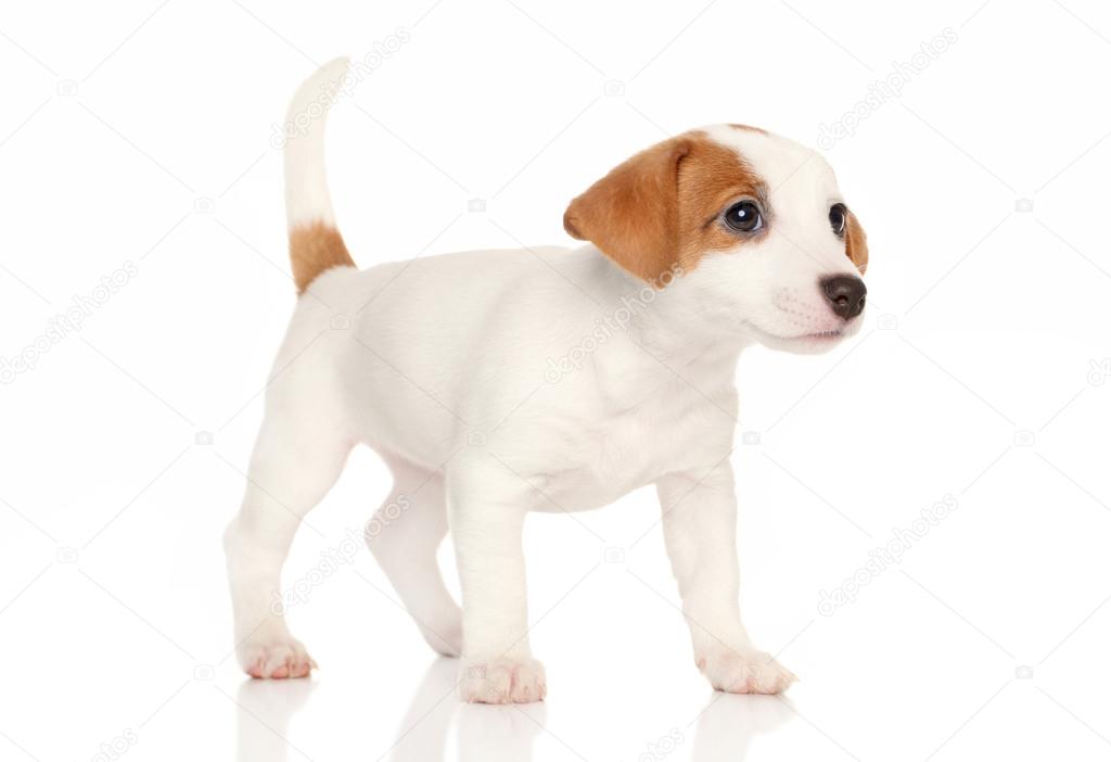 Jack Russell puppy on white background