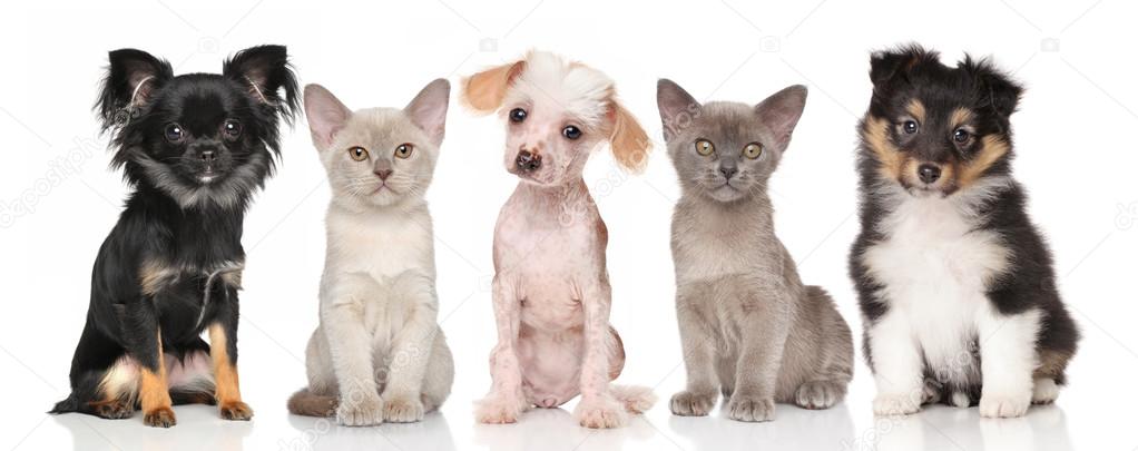 Group of puppies and kittens on white