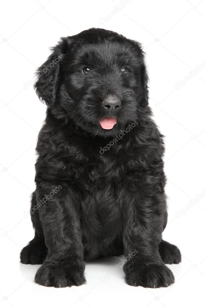 Black Russian terrier puppy — Stock Photo © FotoJagodka 82640498
