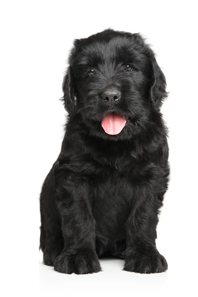 Russian Black terrier puppy — Stock Photo, Image