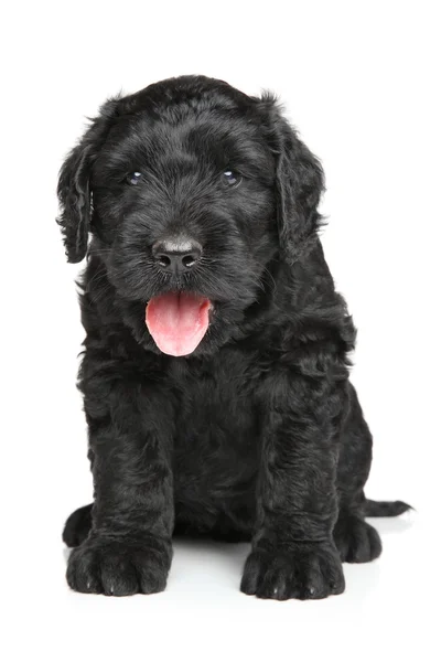Black Russian terrier puppy — Stock Photo, Image