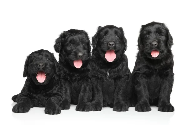 Negro ruso terrier cachorros — Foto de Stock