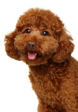 Portrait of a Happy red curly miniature poodle with open mouth and expressive eyes on a light background