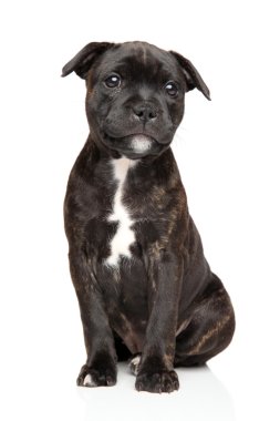 Staffordshire bull terrier puppy clipart