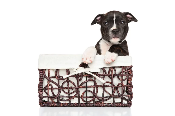 Staffordshire bull terrier puppy in basket — Stock Photo, Image