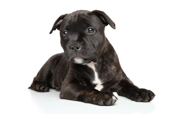 Staffordshire bull terrier puppy — Stock Photo, Image