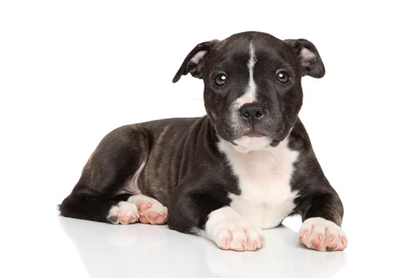 Staffordshire Bull Terrier kiskutya — Stock Fotó