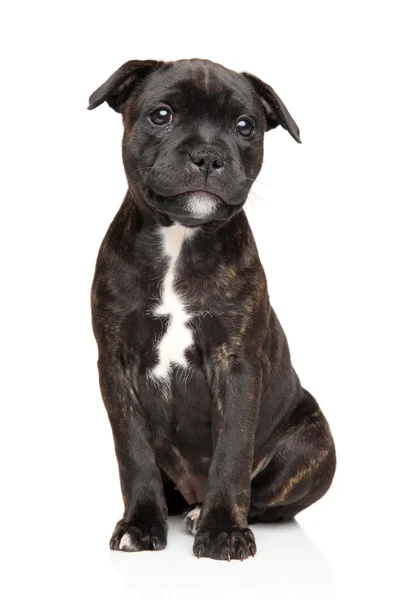 Staffordshire bull Terier szczeniak — Zdjęcie stockowe