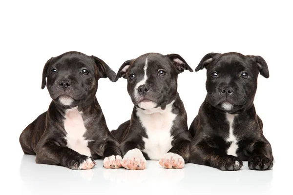 Staffordshire bull terrier puppies lying down — Stock Photo, Image