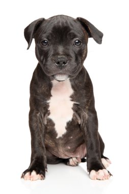 Staffordshire bull terrier yavrusu