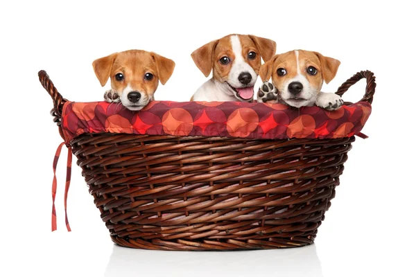 Happy puppies in wicker basket — Stock Photo, Image