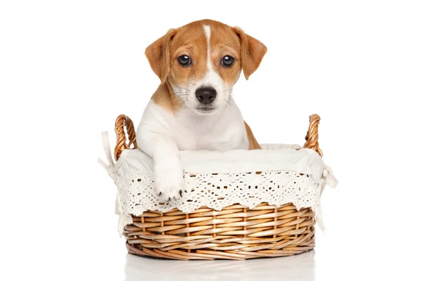 Jack Russell valp i korg — Stockfoto