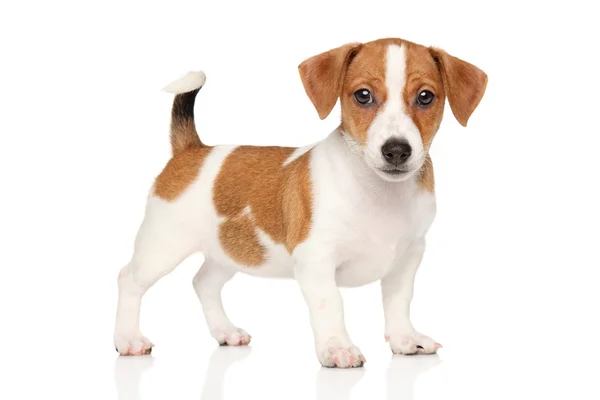 Beyaz arka plan üzerinde Jack Russell köpek yavrusu — Stok fotoğraf