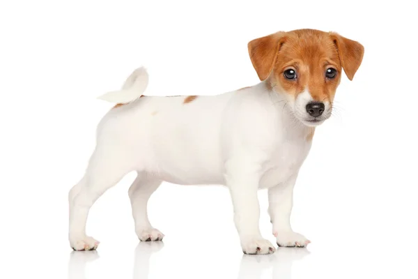 Jack Russell terrier köpek yavrusu Close-Up — Stok fotoğraf