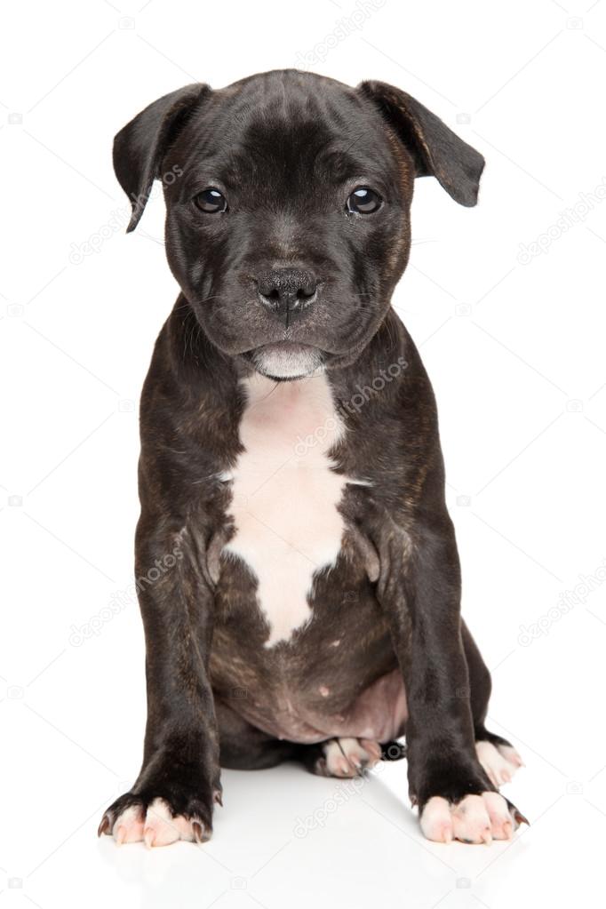 photo Staffordshire Bull Terrier Puppy Black And White staffordshire bull terrier puppy stock photo image by c fotojagodka 86864780