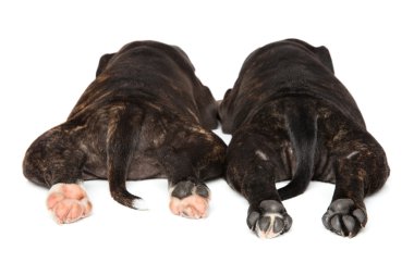 Staffordshire boğa korkunç köpek pençeleri