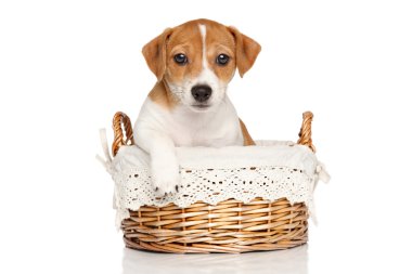 Jack Russell köpek sepeti