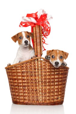 Jack Russell kukla hasır sepet içinde